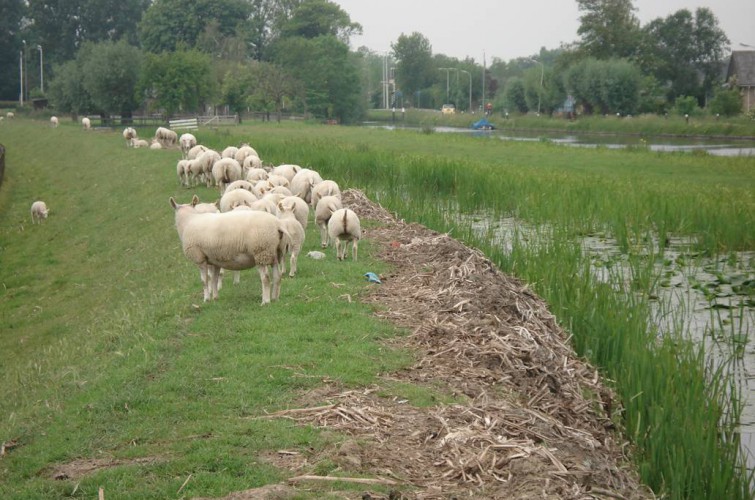 Veldzichtpad Wandelroute (8km) - Buitengewoon Bodegraven-Reeuwijk