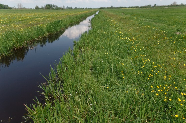 Waterlinie en Wiericke Fietsroute