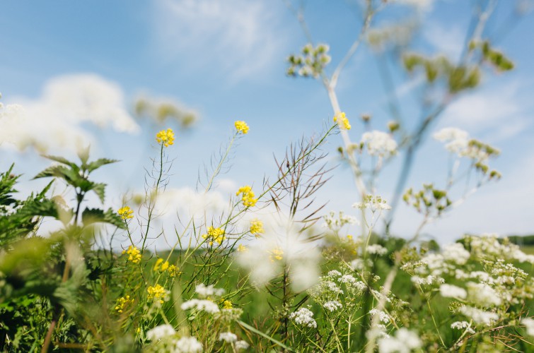 Bloemetjes in de berm