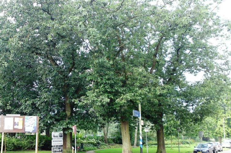 Bomenwandeling - Amerikaanse Eik - NS Stationsplein