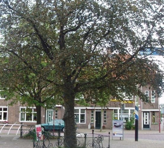 Bomenwandeling - Bruyne Beuk - Nieuwe Marktstraat