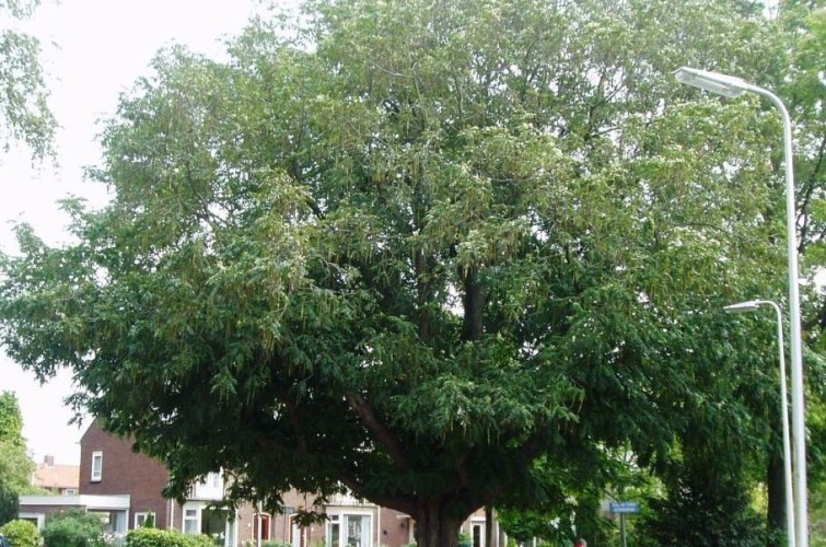 Bomenwandeling - Vleugelnootboom - Burg. van Dobben de Bruijnstraat