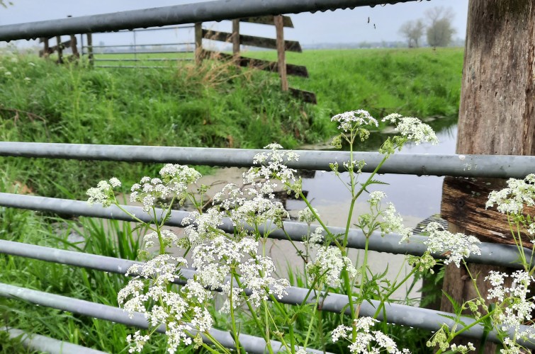 Hollands Utrechts Polderpad